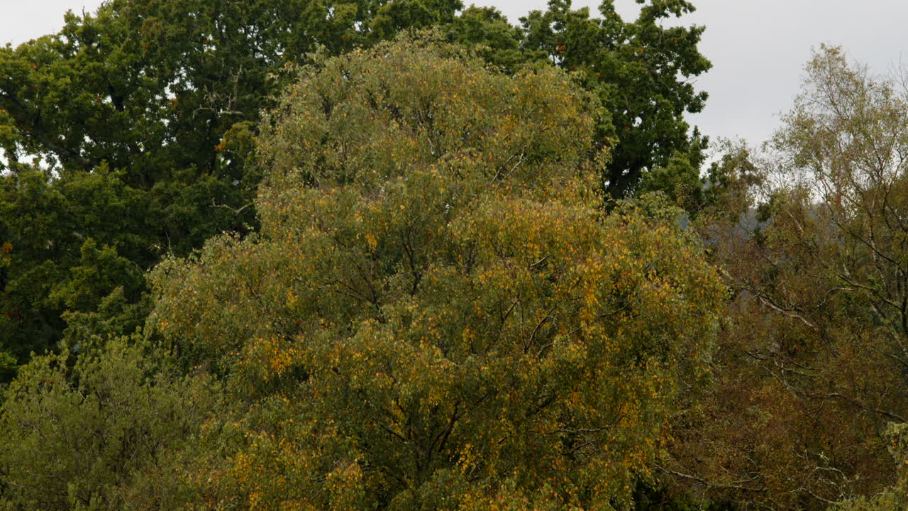 mid shot of a silver Birch tree turning yellow in autumn in the New Forest