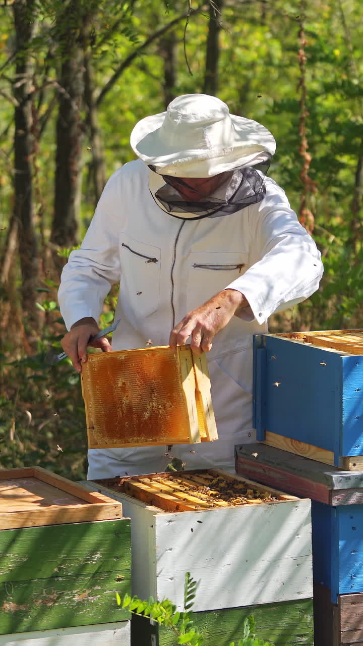 Beekeeper works with bees and beehives in the apiary. Beekeeping concept. Vertical video