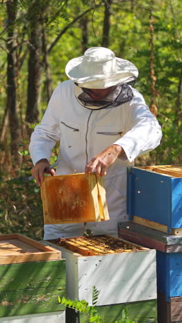 beekeeper works with bees and beehives in the apiary. beekeeping concept. vertical video