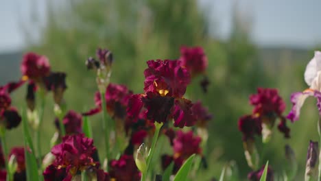 Lirios-Rojos-Fucsia-En-Primavera