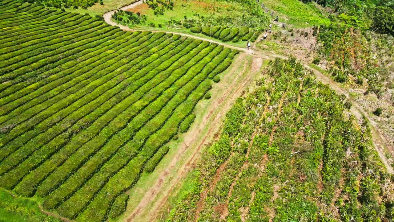 Cha gorreana tea plantation with lush green fields and winding paths, aerial view
