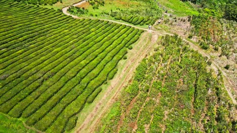 plantación de té cha gorreana con campos verdes exuberantes y senderos sinuosos, vista aérea