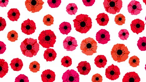 animation seamless loop pattern with red poppies isolated on white background. remembrance day lest we forget. anzac day. red poppy flower international symbol of peace. 4k video graphic animation