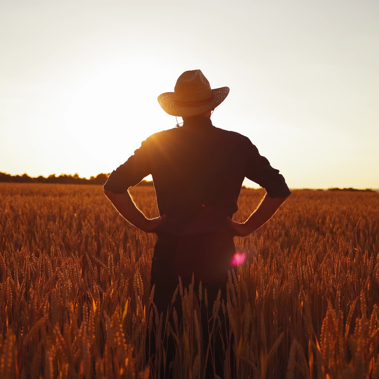 Farmer on ripe wheat field. Agronomist in hat walking on field and looking on agricultural plants against the setting sun.