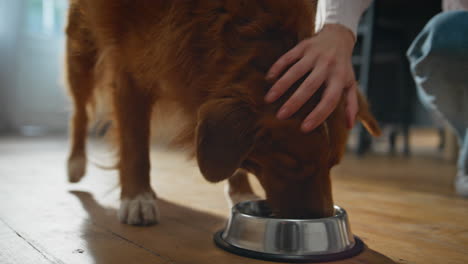 Girl putting dog bowl on floor close up. Healthy pet start eating dry nutriment
