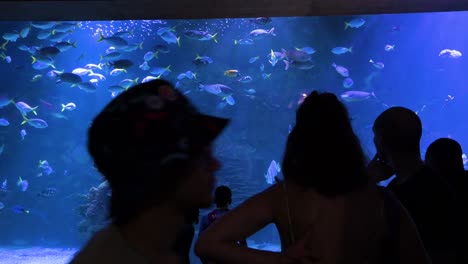 visitors observe the marine fish galleries at the oceanografic, situated in the city of arts and sciences in valencia. this attraction is europe’s largest oceanographic park.