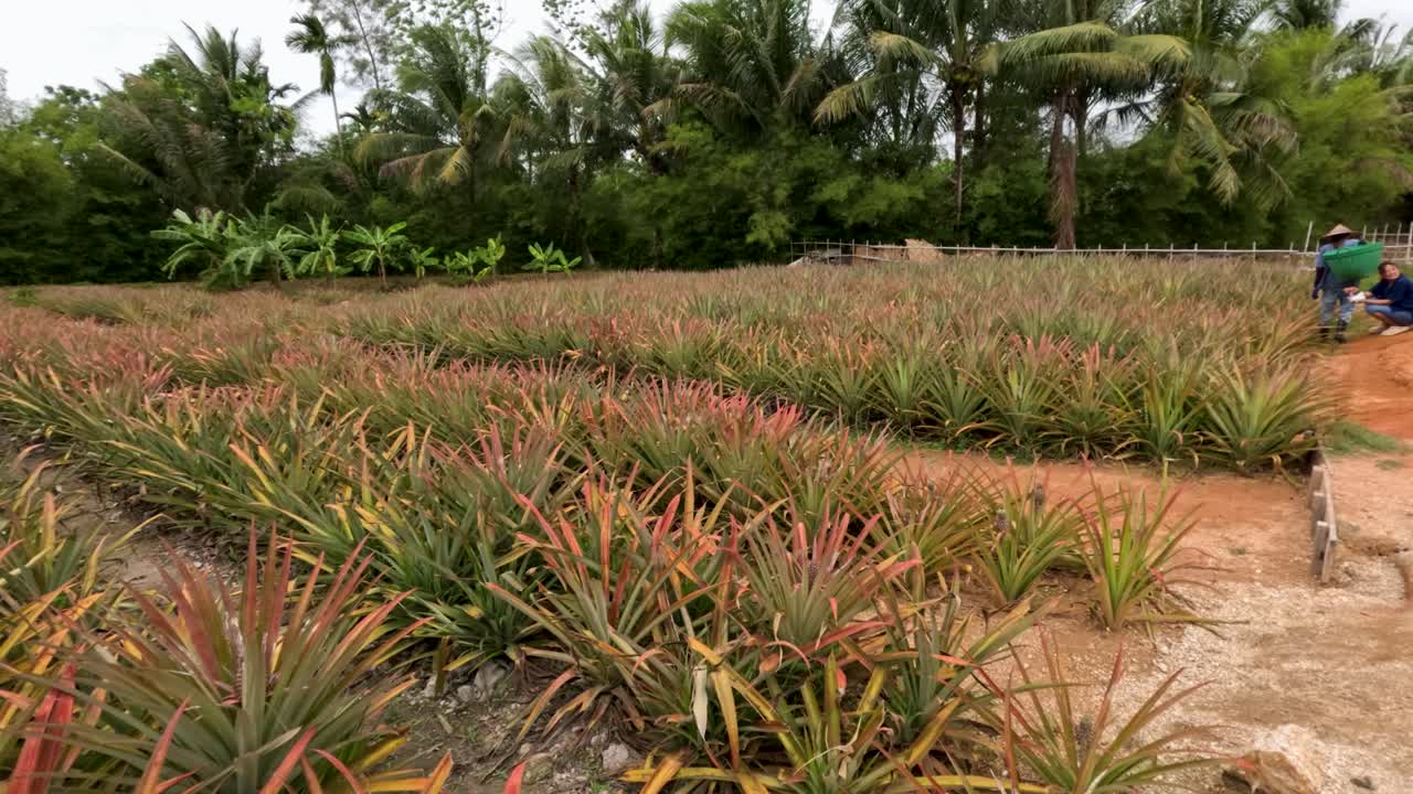 Two workers walk along rows of pineapple plants, tropical farm, natural daylight, steady camera