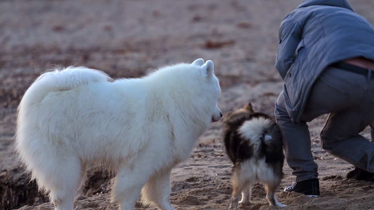 En myk, hvit hund observerer rolig omgivelsene mens en mindre hund beveger seg ved siden av den på en rolig strand
