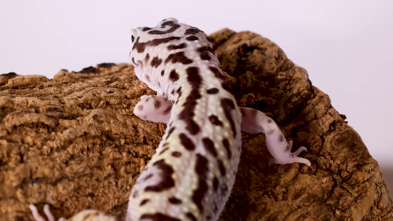 Un geco leopardo striscia lentamente sulla corteccia ruvida di un albero su uno sfondo bianco pulito
