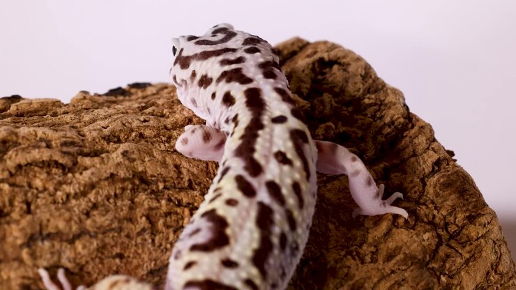 Een luipaardgekko kruipt langzaam over een getextureerde boomschors tegen een strak witte achtergrond