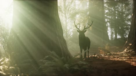 Beautiful-deer-in-the-forest-with-amazing-lights-at-morning