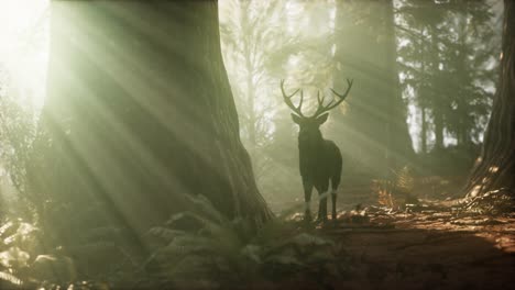 beautiful deer in the forest with amazing lights at morning