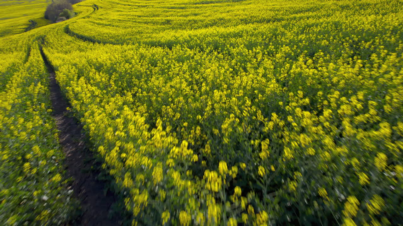 Drone footage over a field of yellow flowers, rapeseed flowers, blooming field in spring