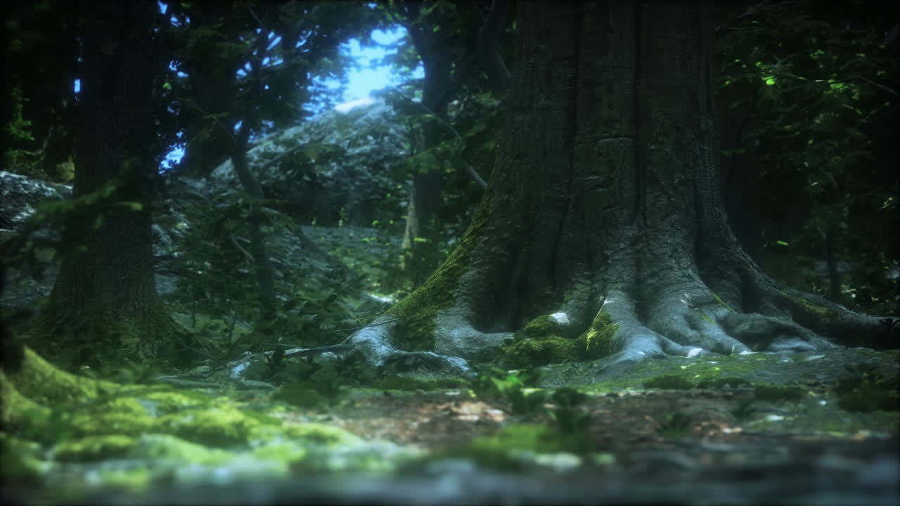 모스와  ⁇ 빛이 빛나는 어두운 숲