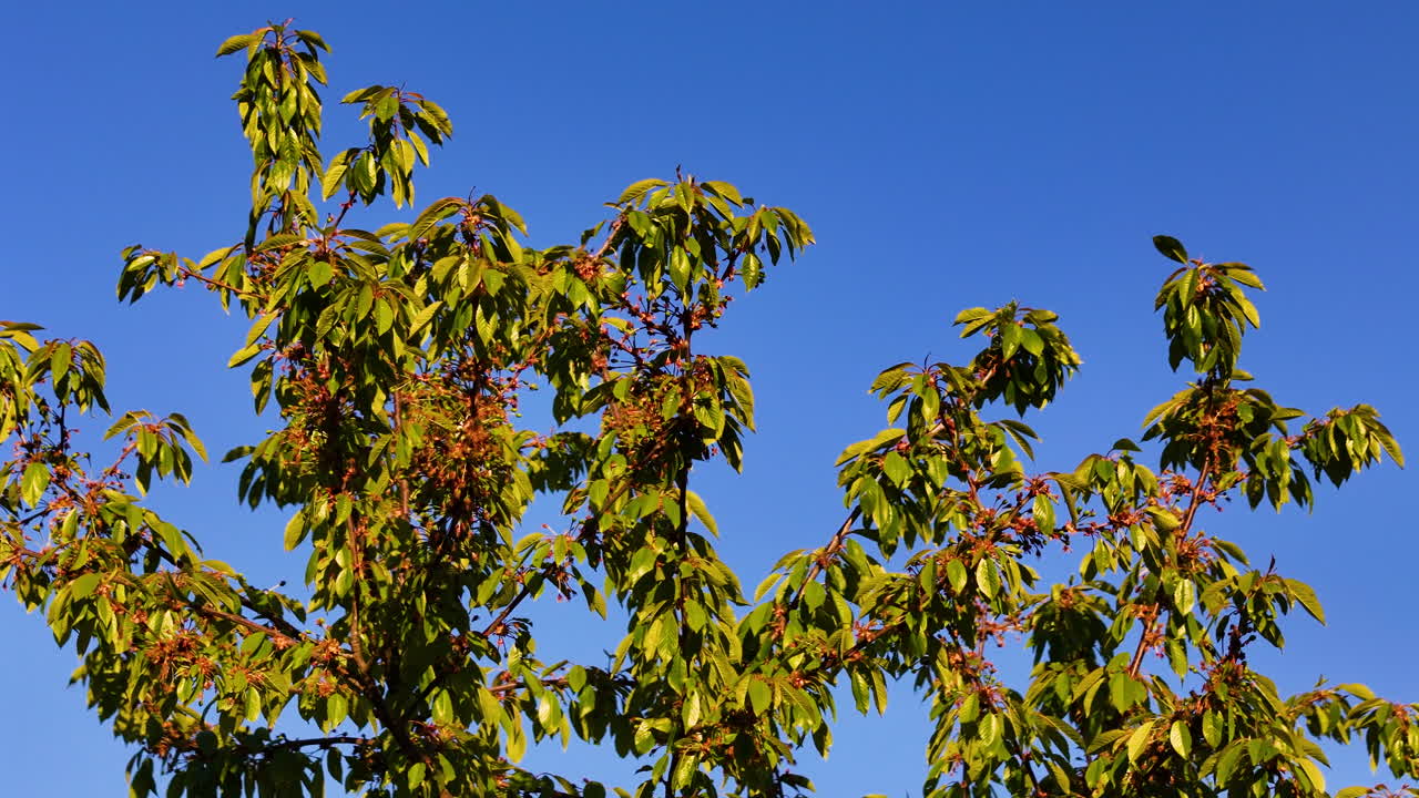 Aerial drone footage showcasing tiny cherries growing in Latvia, captured after the blossoming stage, highlighting the early fruit development in a cherry orchard.