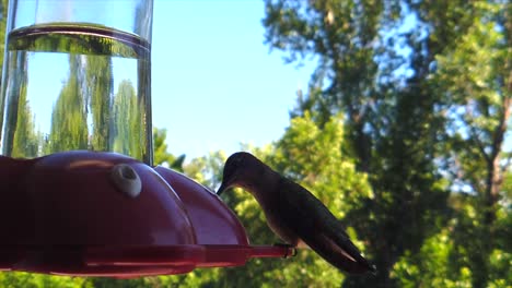 in a backyard in the suburbs, a tiny humming bird with brown feathers sits at a bird feeder in slow-motion and drinks and looks around