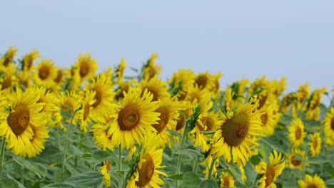 common sunflowers moving with some morning wind at a field, beautiful blue sky background, helianthus annuus, thailand
