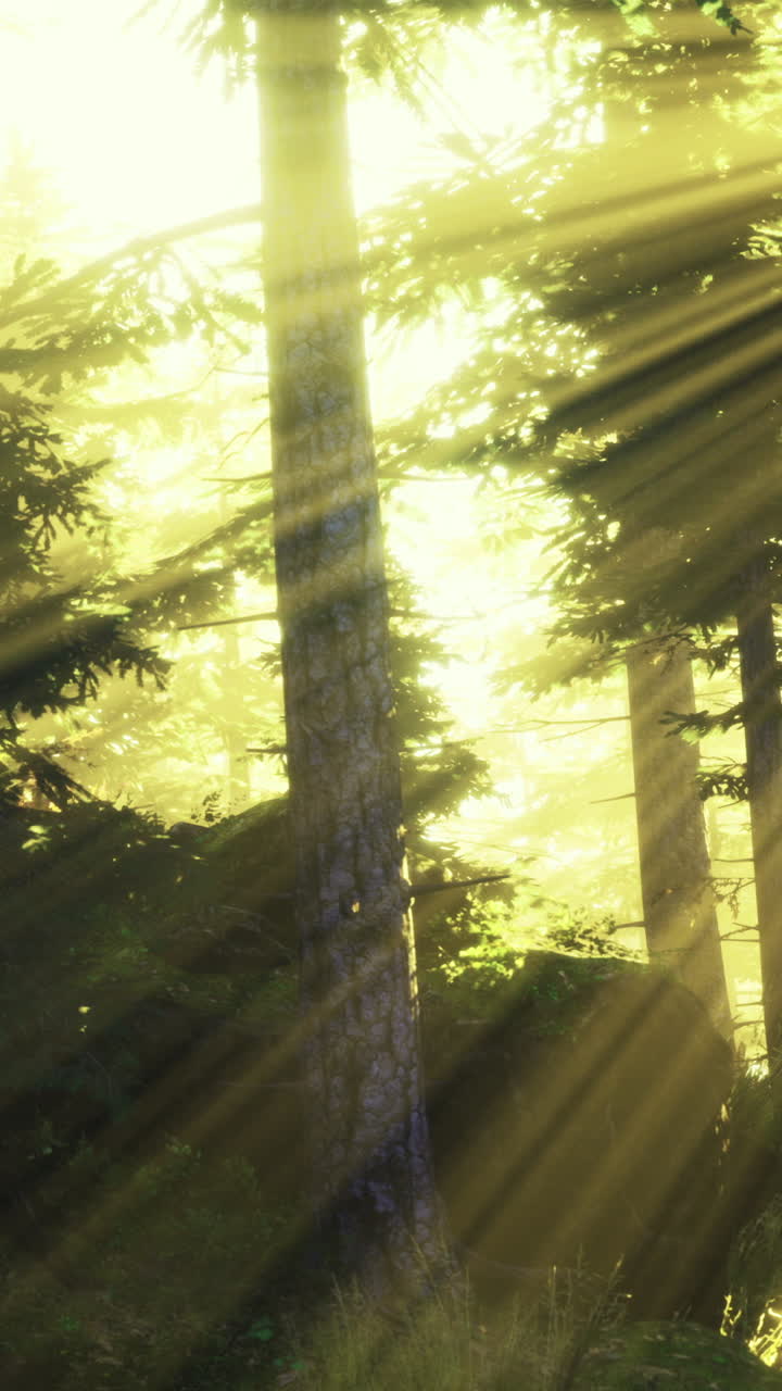 Sunlight shining through trees in a forest during morning hours