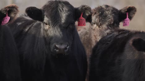 Herd-of-brown-dairy-cows-displaying-identity-tracking-ear-tags-looking-at-camera-in-curiosity