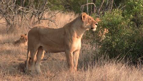 Lioness-stands-and-watches-something-in-the-distance-at-golden-hour