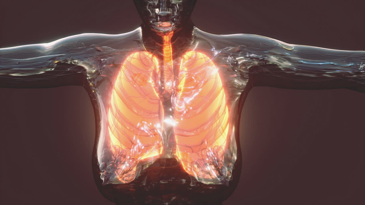 Detailed look at the anatomy of human lungs showing structure and function