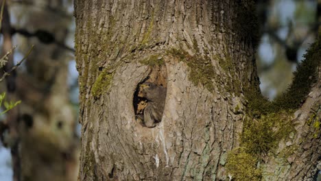 three growing baby grey starling bird chicks nesting in hollow tree in forest fighting for space hungry waiting and calling for mother to bring food at sunset medium shot slow motion