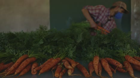 laborer prepares bundles of carrots on a produce farm