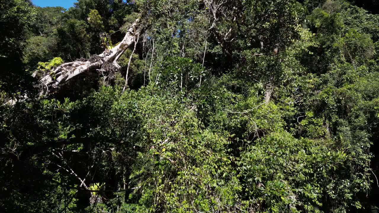 moviéndose a través de los densos árboles de la selva tropical para revelar una gran cordillera rocosa y un cielo azul