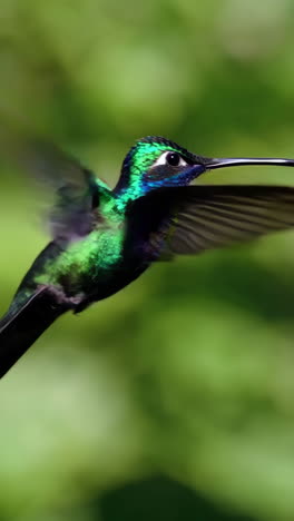hummingbird in flight