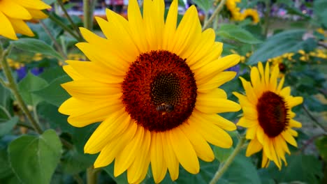 bees is pollinating the sunflower on the day of the bright blue sky.