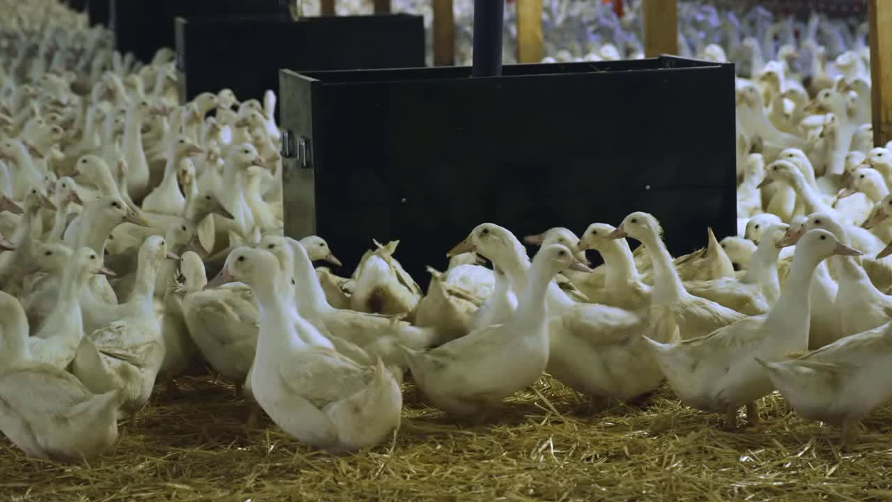 Carrellata verso il basso in un allevamento al coperto che mostra molte anatre ovaiole riproduttrici bianche che si nutrono da grandi mangiatoie.