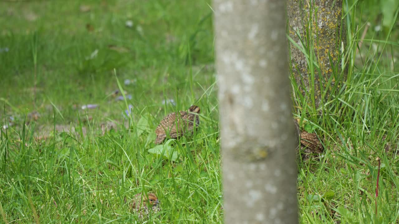 Common Quail Pecking Food On The Grass