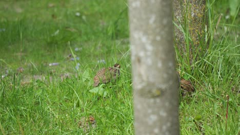 Common-Quail-Pecking-Food-On-The-Grass