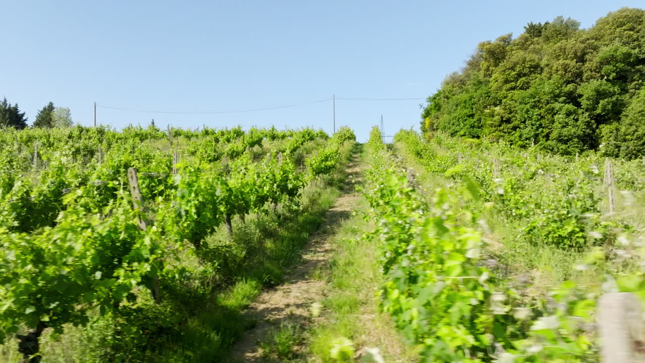 Aerial tracking shot in front of Vitis vinifera rows, summer in Tuscany, Italy