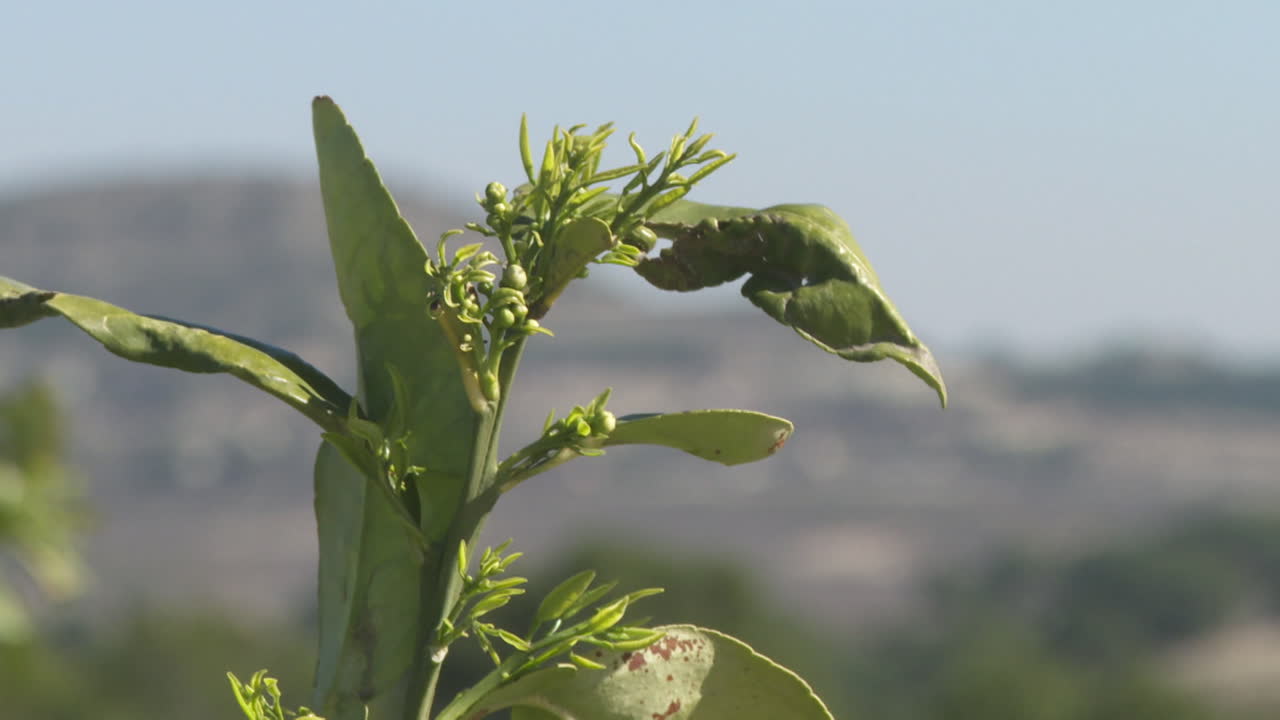 Closeup of a Young Citrus Tree with Buds and Leaves