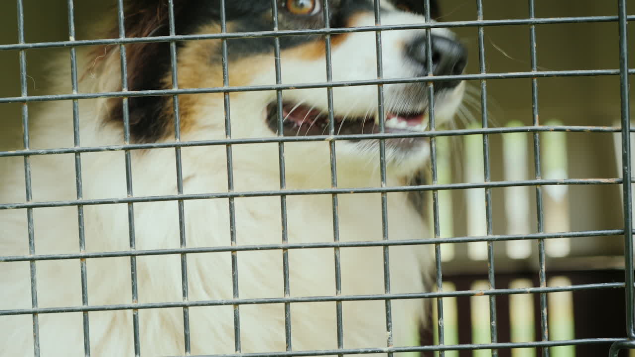 perro pastor australiano tras las rejas