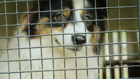 australian shepherd dog behind bars