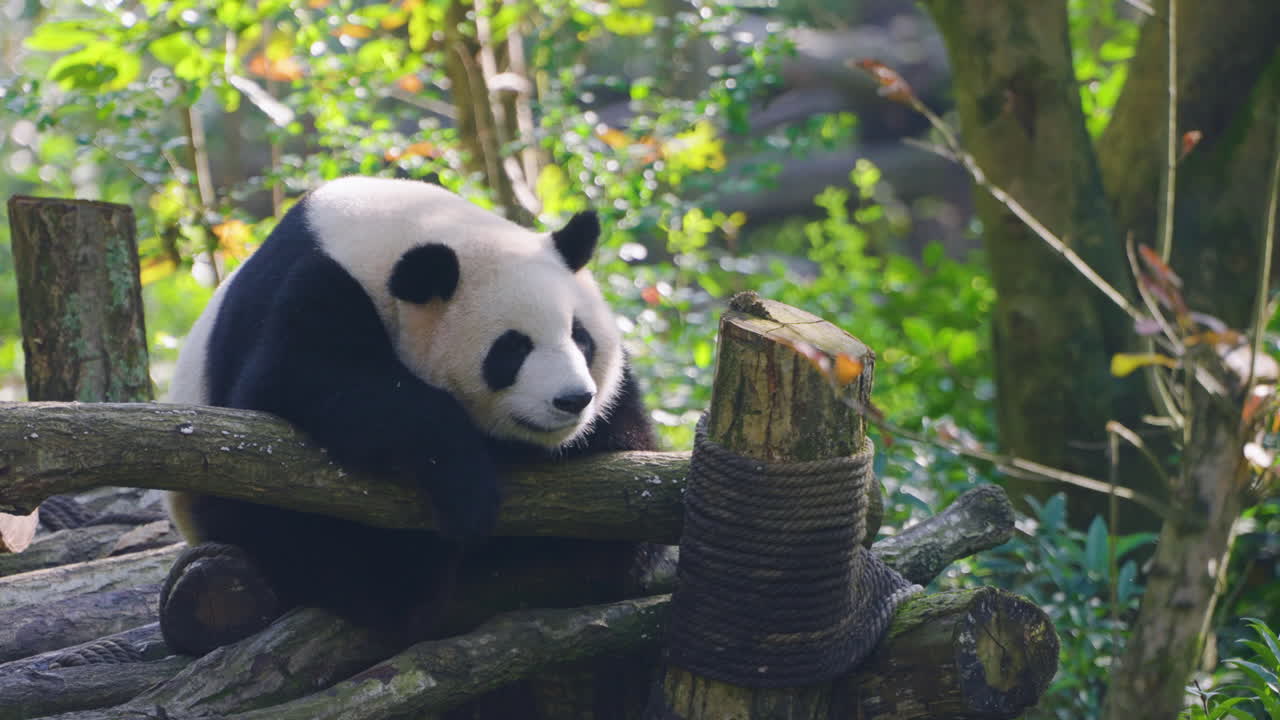 Panda velká sedící na dřevěných kládách, odpočívající si hlavu a tlapky v pandí rezervaci Dujiangyan v Čcheng-tu, Čína. - detailní záběr.