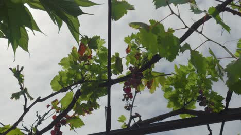 Uvas-En-Vid-Bajo-El-Cielo-En-El-Sur-De-Francia.