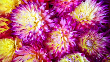 dalia flowers in different colours