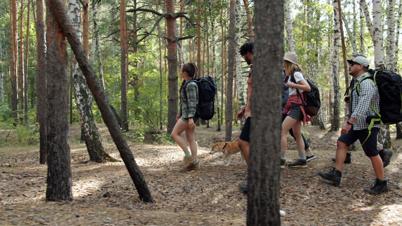 amigos haciendo senderismo en un bosque.
