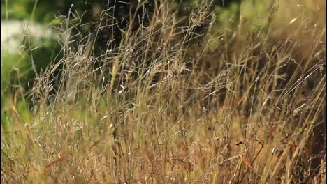 dry grass field