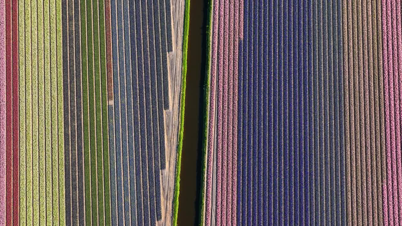 Colorful rows of blossoming flowers in Bollenstreek, tulip season
