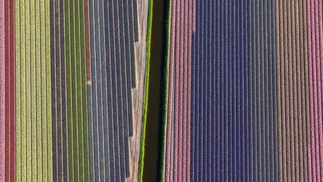 Colorful-rows-of-blossoming-flowers-in-Bollenstreek,-tulip-season