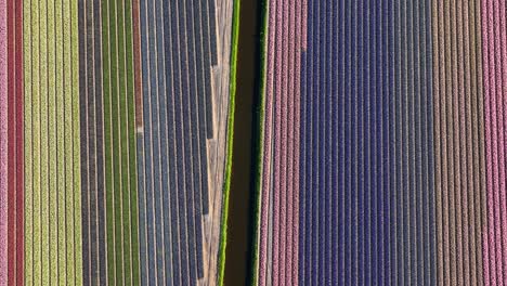 Coloridas-Filas-De-Flores-Florecientes-En-Bollenstreek,-Temporada-De-Tulipanes