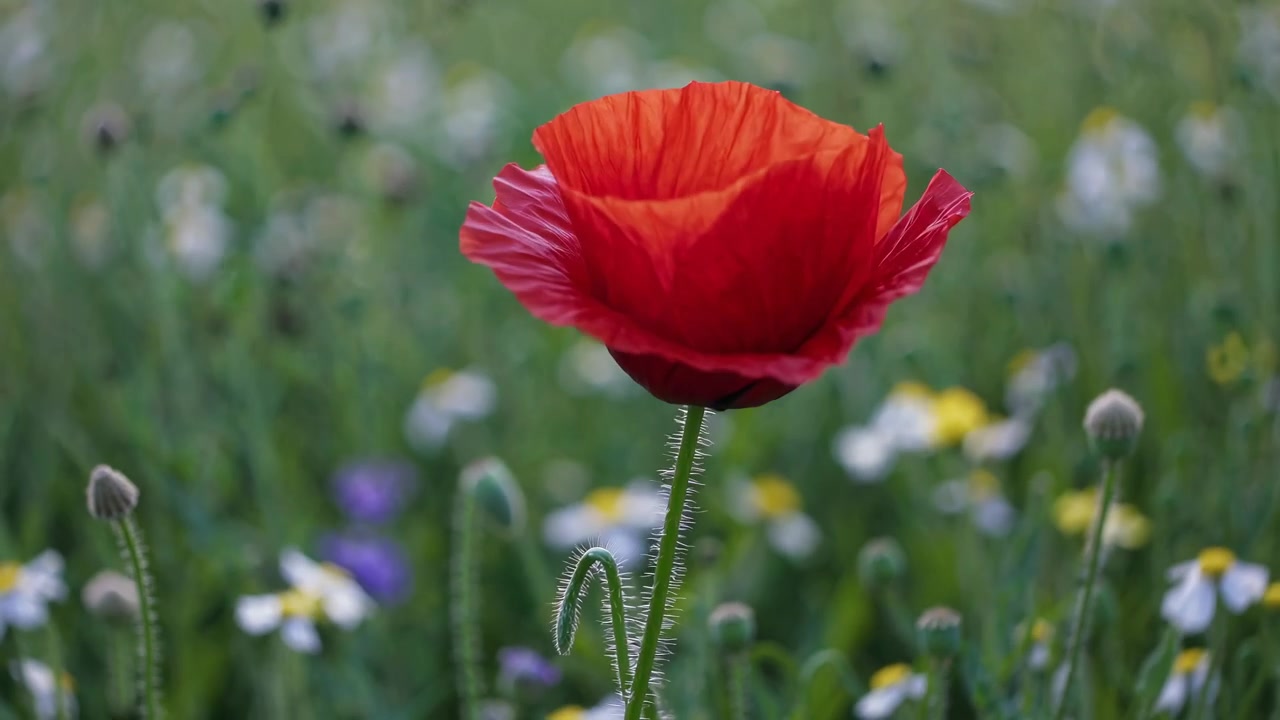 Papavero rosso solitario che ondeggia in un prato fiorito