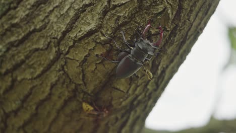 escarabajo ciervo en el tronco del árbol