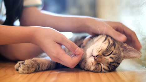 4k close up hands of the girl girl plays with sleeping cute tabby cat