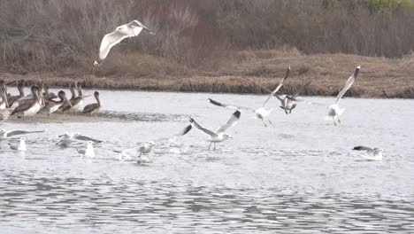 pelican chasing gulls