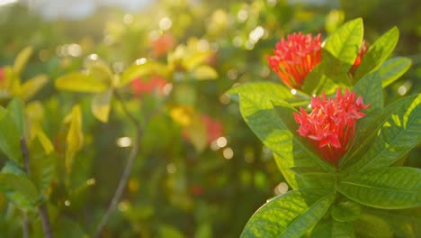 Beautiful-close-up-shot-of-red-flowers-and-green-leaves-in-a-little-wind-taking-the-sunlight-visible-with-a-sunlight-ray-